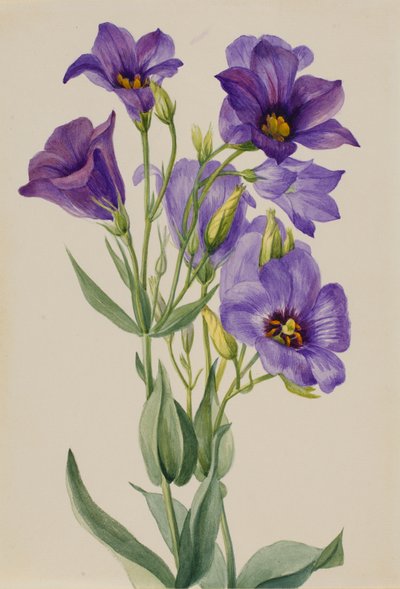 Eustoma russelianum, ca. tidigt 1930-tal. av Mary Vaux Walcott