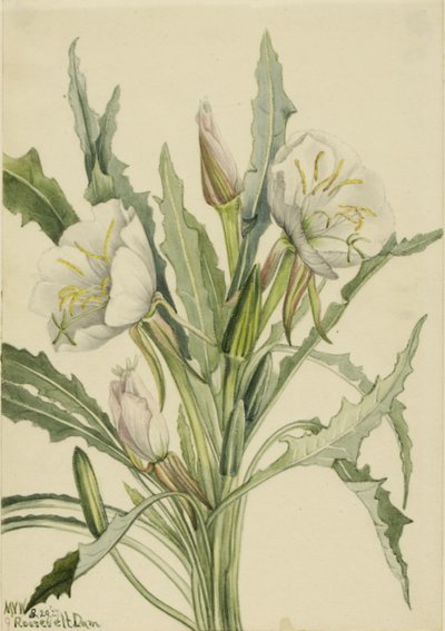 Nattljus (Pachyoplus hirsutus) av Mary Vaux Walcott