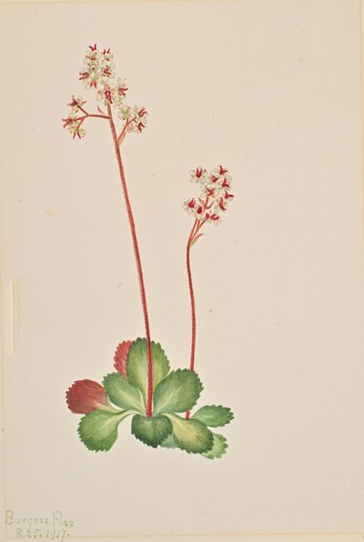Evergreen Saxifrage Leptarrhena pyrolifolia, 1917. av Mary Vaux Walcott