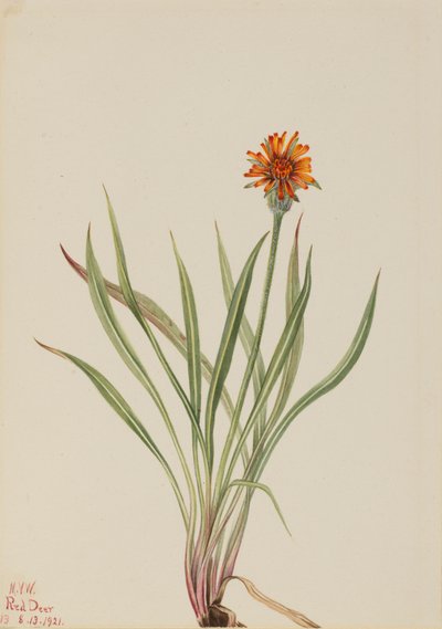 Falsk maskros Agoseris aurantiaca, 1921. av Mary Vaux Walcott