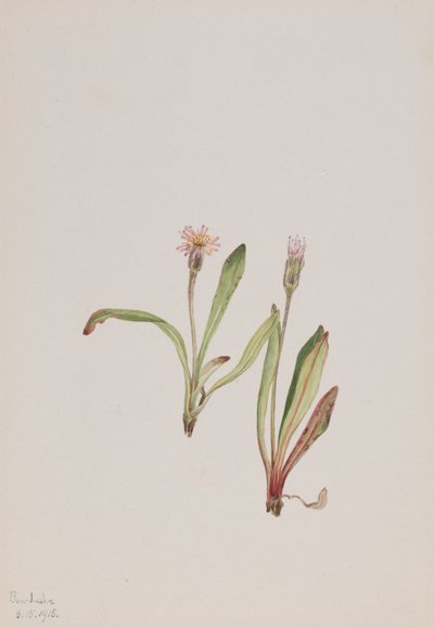 Falsk maskros Agoseris carnea, 1918. av Mary Vaux Walcott