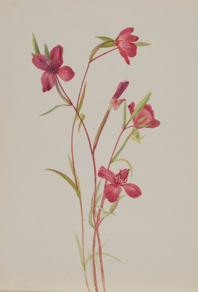 Farväl till våren (Godetia amoena lilja) av Mary Vaux Walcott