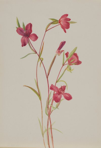 Farväl till våren Godetia amoena lilja, ca. 1930-talet. av Mary Vaux Walcott