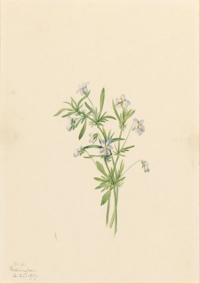 Fältviol (Viola rafinesquii) av Mary Vaux Walcott
