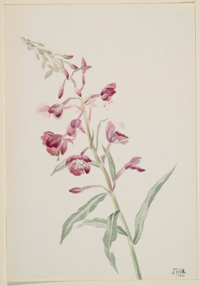 Brandgräs (Epilobium angustifolium) av Mary Vaux Walcott