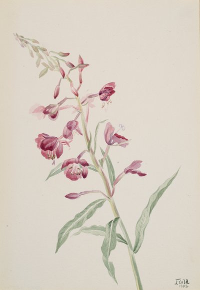 Eldgräs Epilobium angustifolium, 1902. av Mary Vaux Walcott