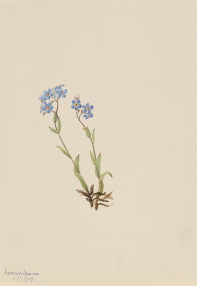 Förgätmigej (Myosotis alpestris) av Mary Vaux Walcott