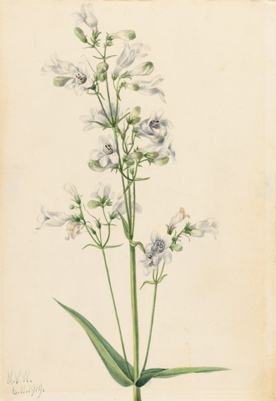 Foxglove Penstemon Penstemon digitalis, 1919. av Mary Vaux Walcott