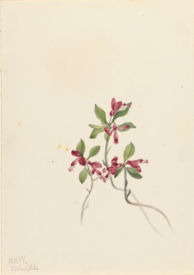 Fringad polygala (Polygala paucifolia) av Mary Vaux Walcott
