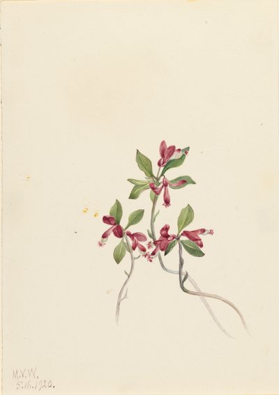 Fringed Polygala Polygala paucifolia, 1920. av Mary Vaux Walcott