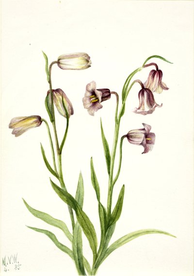 Fritillary Fritillaria biflora, 1935. av Mary Vaux Walcott