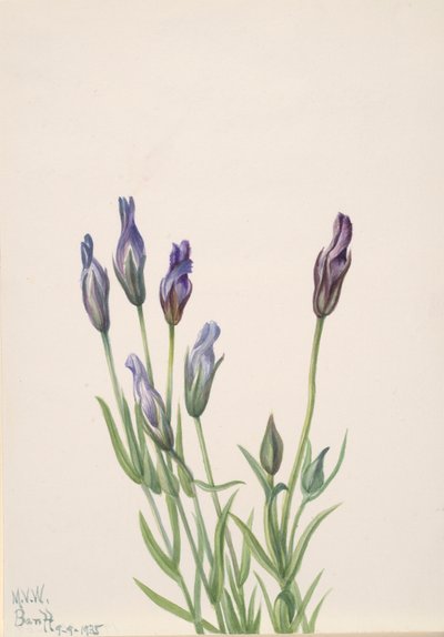 Gentiana Gentiana macounii, 1935. av Mary Vaux Walcott