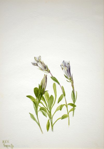 Gentian Gentiana nybär, 1938. av Mary Vaux Walcott