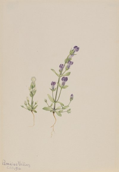 Gentiana propingua av Mary Vaux Walcott