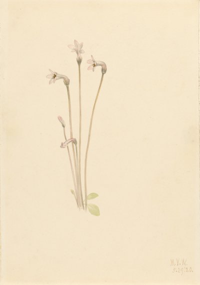 Spökpipa (Thalesia uniflora) av Mary Vaux Walcott