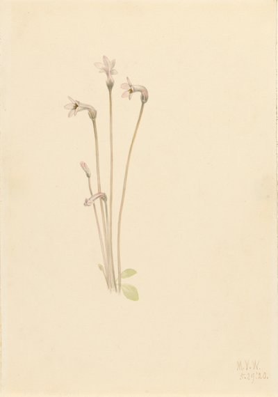 Spökrör Thalesia uniflora, 1920. av Mary Vaux Walcott