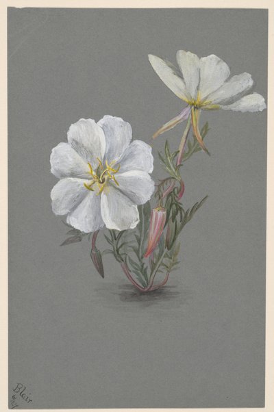 Jätteknölklocka (Epipactia gigantea) av Mary Vaux Walcott