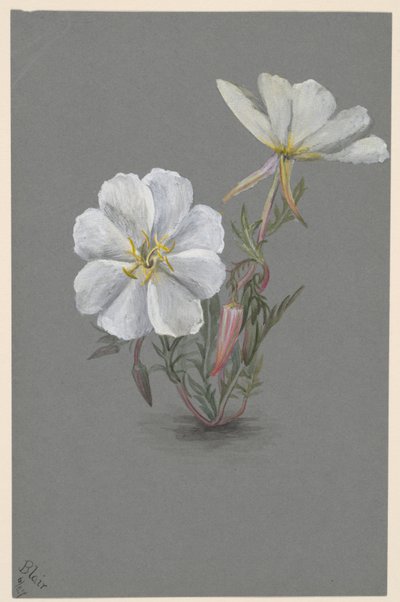 Jätte Helleborine Epipactis gigantea, ca. 1880. av Mary Vaux Walcott