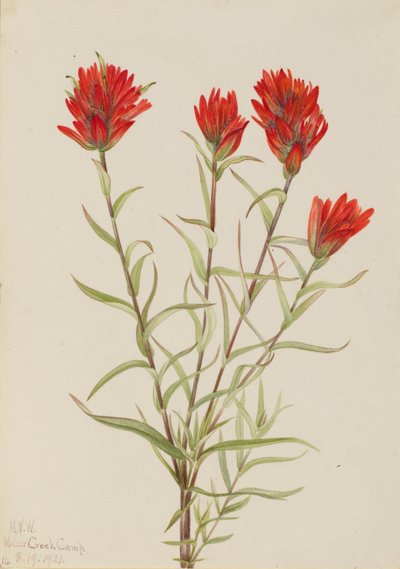 Jättelik röd pensel (Castilleja miniata) av Mary Vaux Walcott