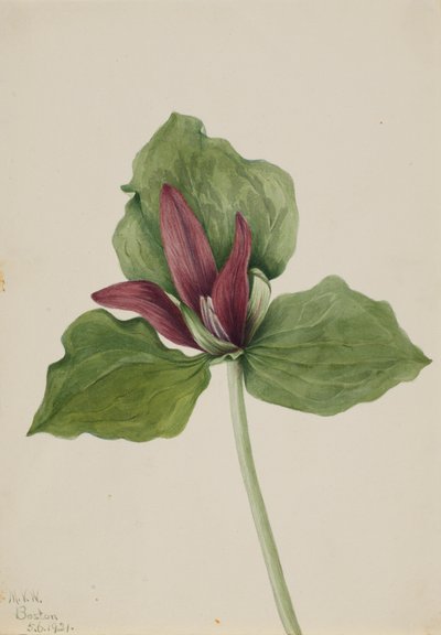 Jätte Trillium Trillium chloropetalum, 1921. av Mary Vaux Walcott
