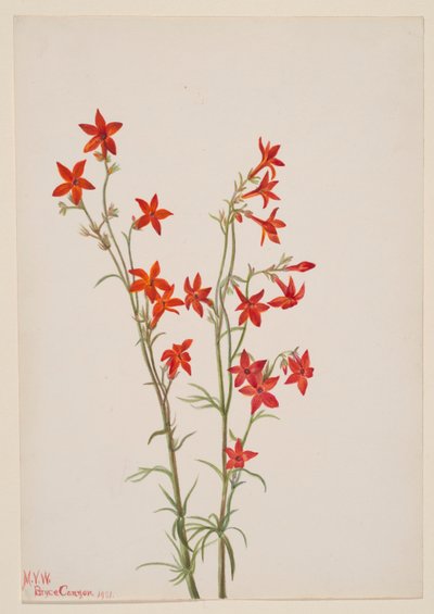 Gilia arizonica av Mary Vaux Walcott