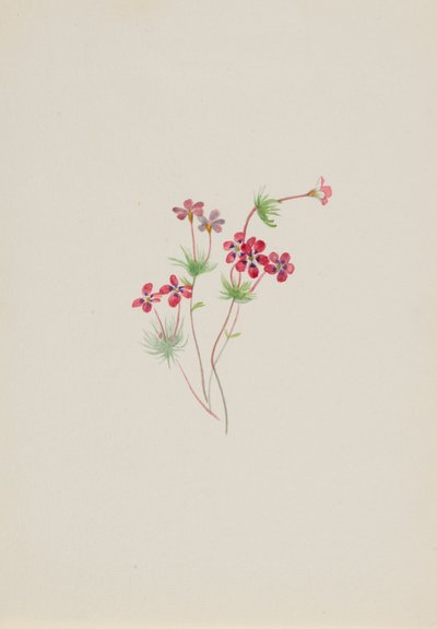 Gilia linanthus parviflorus av Mary Vaux Walcott