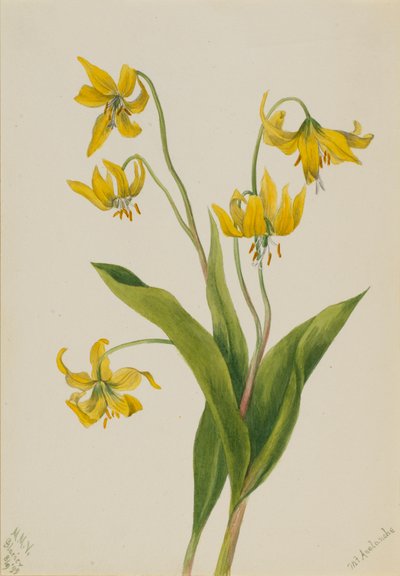 Glaciärlilja Erythronium grandiflorum, 1899. av Mary Vaux Walcott