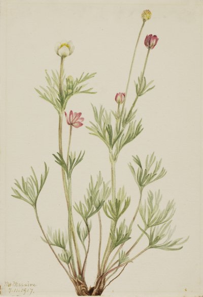 Globe Anemone Anemone globosa, 1917. av Mary Vaux Walcott