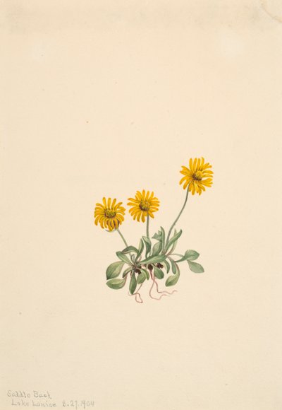 Gyllene loppor Erigeron aureus, 1904. av Mary Vaux Walcott