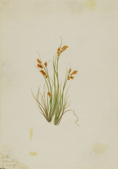 Gyllene starr (Carex aurea) av Mary Vaux Walcott