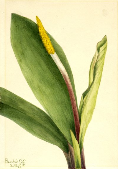 Guldklubba (Orontium aquaticum) av Mary Vaux Walcott