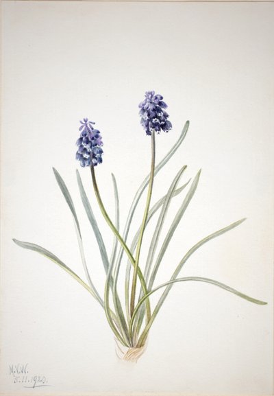 Druvhyacint (Muscari racemosum) av Mary Vaux Walcott