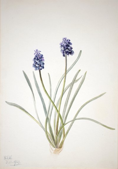 Druva Hyacinth Muscari racemosum, 1920. av Mary Vaux Walcott