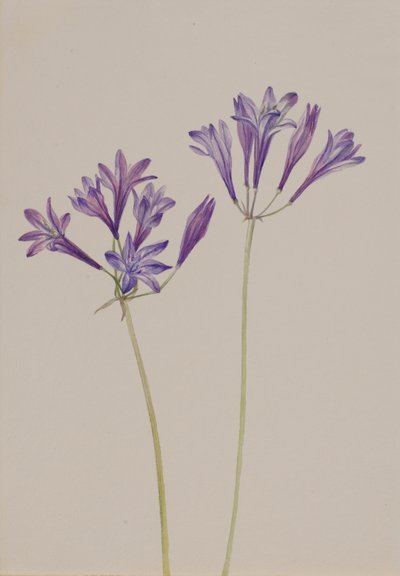 Gräsnöt Brodiaea laxa, 1933. av Mary Vaux Walcott