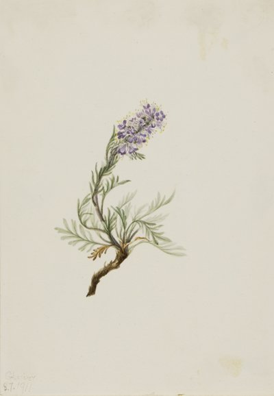 Grå phacelia (Phacelia sericea) av Mary Vaux Walcott