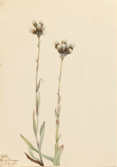 Grå mästerkorsnäva (Antennaria howellii) av Mary Vaux Walcott