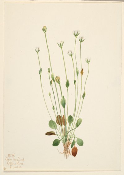 Grå rajgräs (Senecio canus) av Mary Vaux Walcott