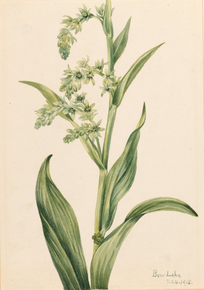 Grön björnkål (Veratrum viride) av Mary Vaux Walcott