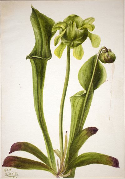 Grön krukväxt (Sarracenia orephila) av Mary Vaux Walcott
