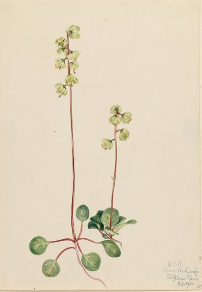 Grön pyrola (Pyrola chlorantha) av Mary Vaux Walcott