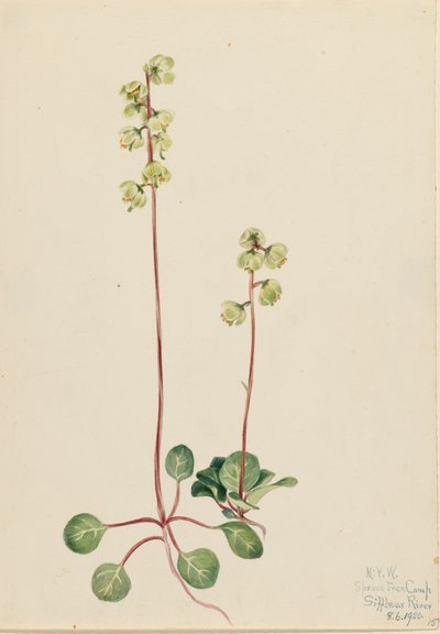 Grön Pyrola Pyrola chlorantha, 1920. av Mary Vaux Walcott