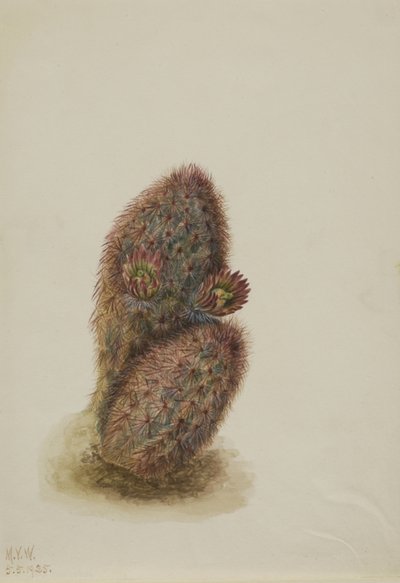 Grön jordgubbskaktus (Echinocereus viridiflorus) av Mary Vaux Walcott