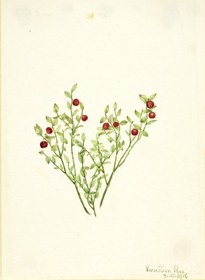Grouse Whortleberry (Vaccinium scoparium) av Mary Vaux Walcott
