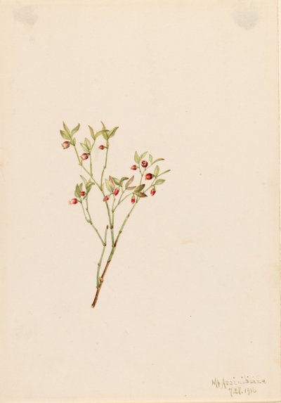 Skogsbär (Vaccinum scoparium) av Mary Vaux Walcott
