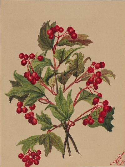 Grouseberry (Viburnum americanum) av Mary Vaux Walcott