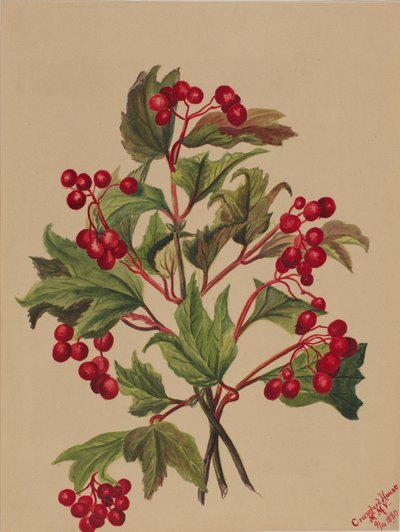 Grouseberry Viburnum americanum, 1880. av Mary Vaux Walcott