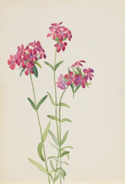 Hårig flox (Phlox amoena) av Mary Vaux Walcott