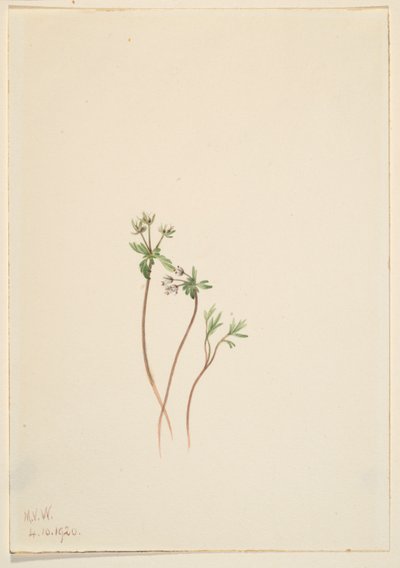 Vårens förkunnare (Erigenia bulbosa) av Mary Vaux Walcott