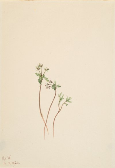 Vårens förebud Erigenia bulbosa, 1920. av Mary Vaux Walcott