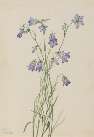 Harklöver (Campanula rotundifolia) av Mary Vaux Walcott
